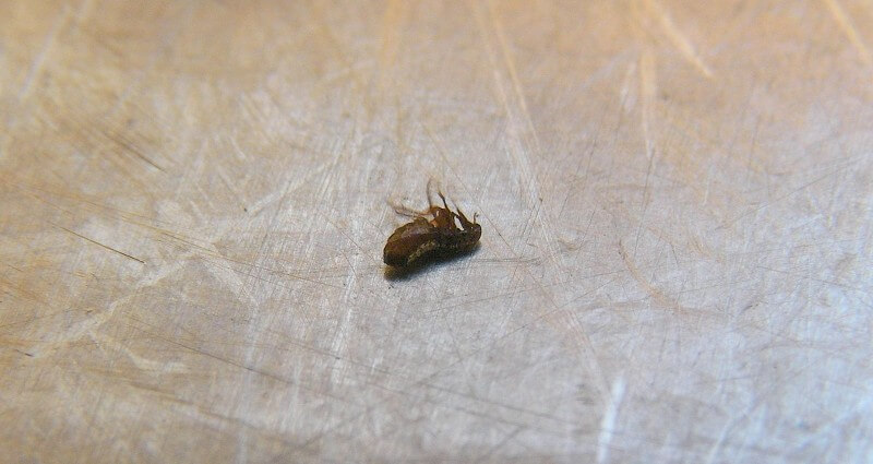 Flea Exterminator