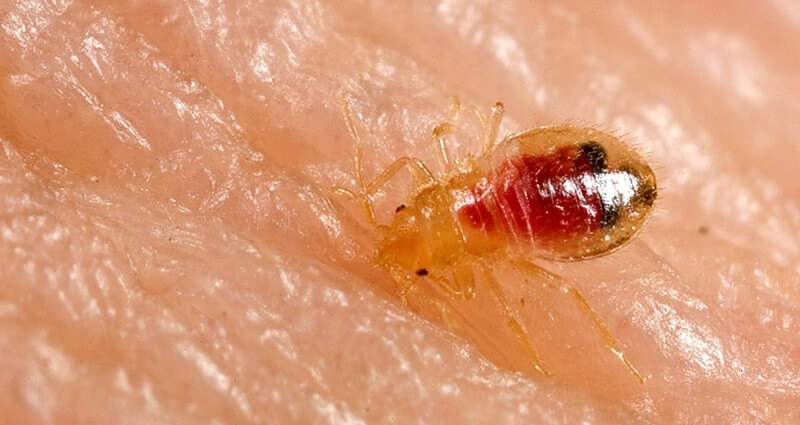 Bed Bug Treatment
