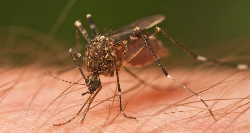 Mosquito Control