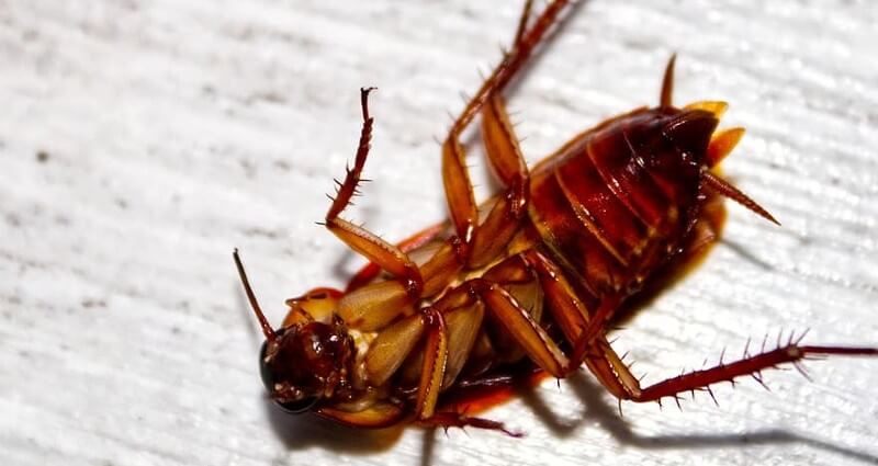 Roach Exterminator