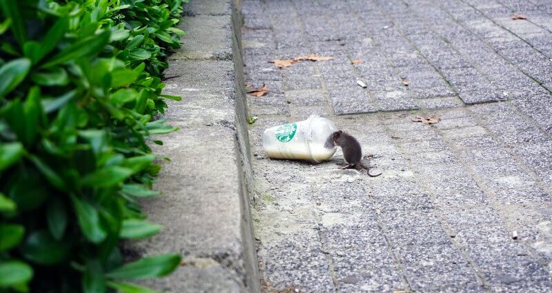 Rodent Control