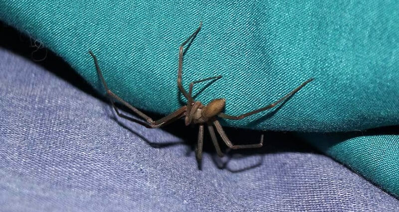 Spider Exterminator