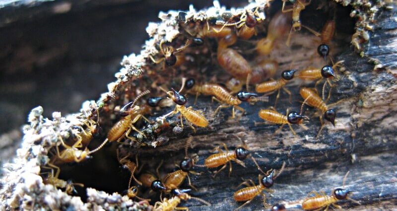 Termite Treatment