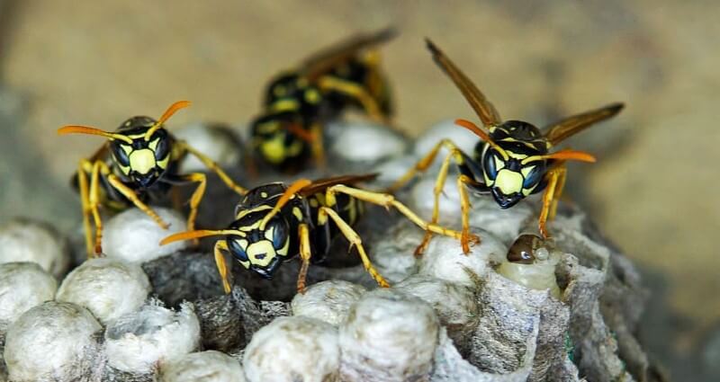 Wasp Nest Removal