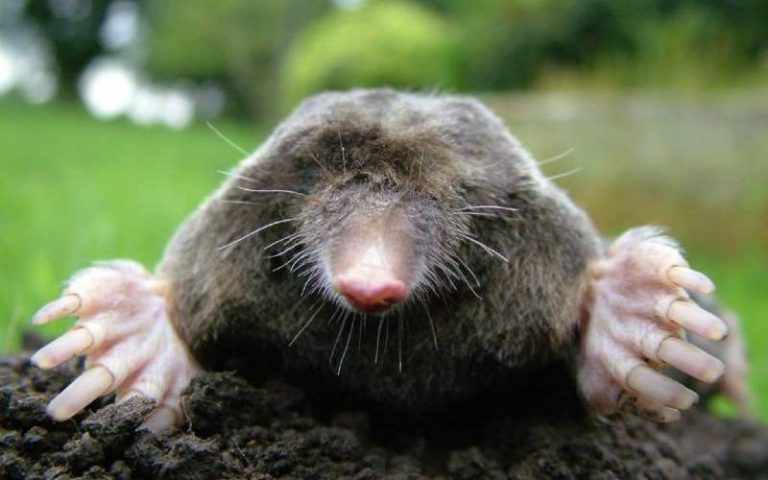 Mole Control